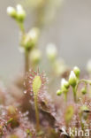 Oblong-leaved Sundew (Drosera intermedia)