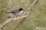 Sardinian Warbler (Sylvia melanocephala)