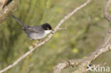 Sardinian Warbler (Sylvia melanocephala)