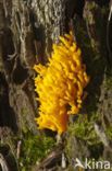 Kleverig koraalzwammetje (Calocera viscosa)