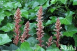 Ivy Broomrape (Orobanche hederae)