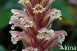 Klimopbremraap (Orobanche hederae)