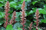 Ivy Broomrape (Orobanche hederae)