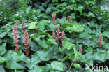 Ivy Broomrape (Orobanche hederae)