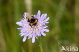 Knautia