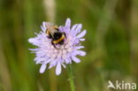 Knautia (Knautia)