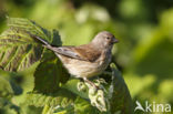 Kneu (Carduelis cannabina)