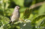 Kneu (Carduelis cannabina)