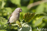 Kneu (Carduelis cannabina)