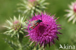 Knikkende distel (Carduus nutans)