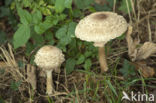 Knolparasolzwam (Macrolepiota rachodes)