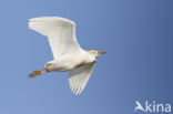 Koereiger (Bubulcus ibis)