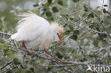 Koereiger (Bubulcus ibis)