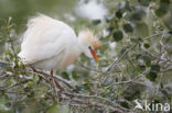 Koereiger (Bubulcus ibis)