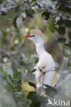 Cattle Egret (Bubulcus ibis)