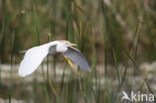 Koereiger (Bubulcus ibis)