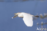 Koereiger (Bubulcus ibis)