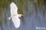 Koereiger (Bubulcus ibis)