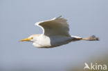 Cattle Egret (Bubulcus ibis)