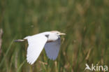 Koereiger (Bubulcus ibis)