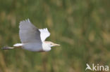 Koereiger (Bubulcus ibis)