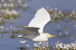 Koereiger (Bubulcus ibis)