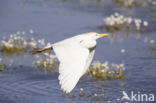 Cattle Egret (Bubulcus ibis)