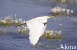 Koereiger (Bubulcus ibis)