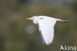 Koereiger (Bubulcus ibis)