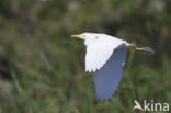 Koereiger (Bubulcus ibis)