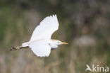 Koereiger (Bubulcus ibis)