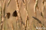 Ringlet (Aphantopus hyperantus)