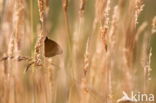 Ringlet (Aphantopus hyperantus)