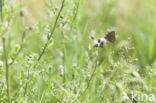 Ringlet (Aphantopus hyperantus)