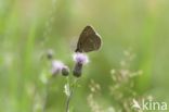 Ringlet (Aphantopus hyperantus)