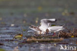 Black-headed Gull (Larus ridibundus)