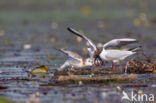 Black-headed Gull (Larus ridibundus)