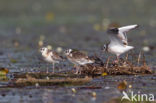 Black-headed Gull (Larus ridibundus)