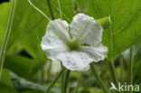 Cucumber (Cucumis sativus)