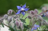 Borage (Borago officinalis)