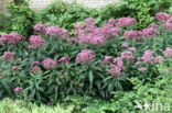 Hemp-agrimony (Eupatorium cannabinum)