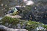 Great Tit (Parus major)