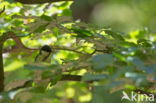 koolmees (Parus major minor)