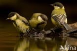 Great Tit (Parus major)