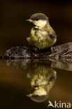 Great Tit (Parus major)