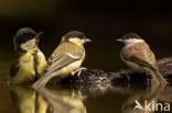 Great Tit (Parus major)