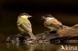 Great Tit (Parus major)