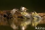 Great Tit (Parus major)