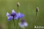 Cornflower (Centaurea cyanus)