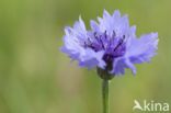 Korenbloem (Centaurea cyanus)